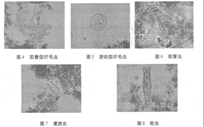 活性污泥中毒的原因及控制調節-