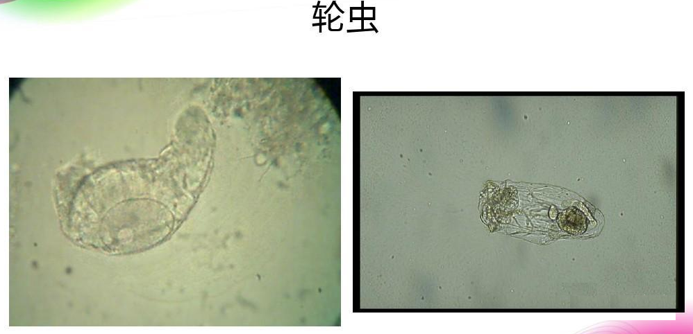 活性污泥中毒的原因及控制調節-