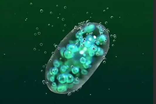 上海環(huán)保展|科學(xué)家研發(fā)新型”活體建材”：藍(lán)藻凝膠可高效固碳